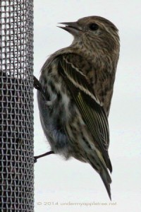 Pine Siskin