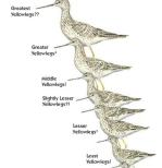 Yellowlegs © John Sill. 