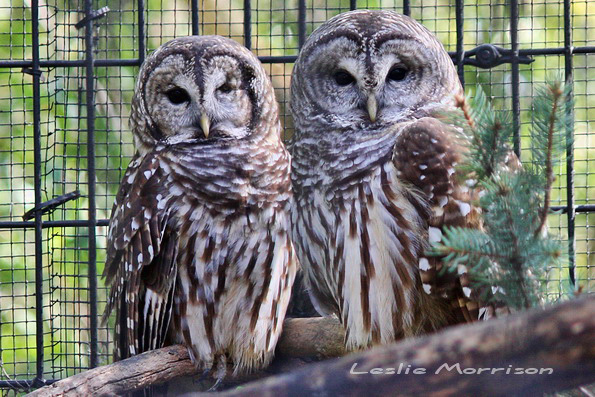 Barred Owls