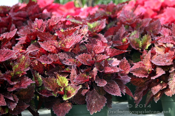 Coleus