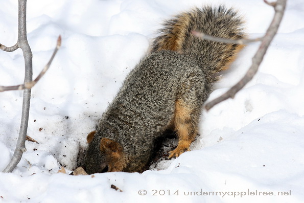 Fox Squirrel