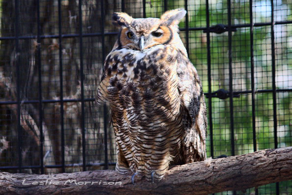 Great Horned Owl