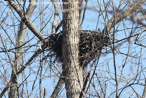 Hawk Nest