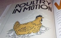 Poultry_IMG_1170