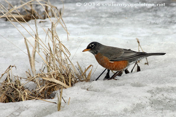 American Robin