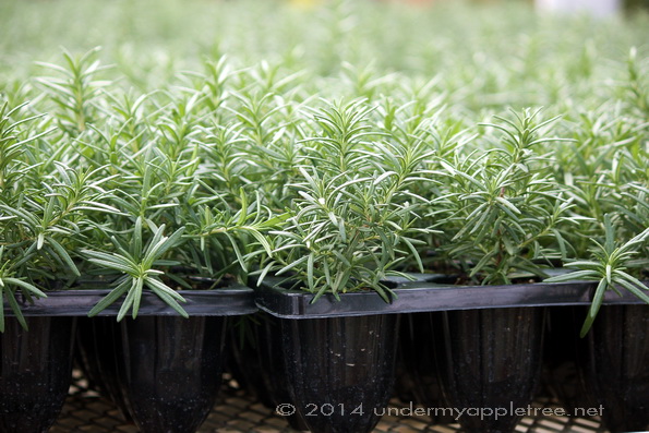 Rosemary
