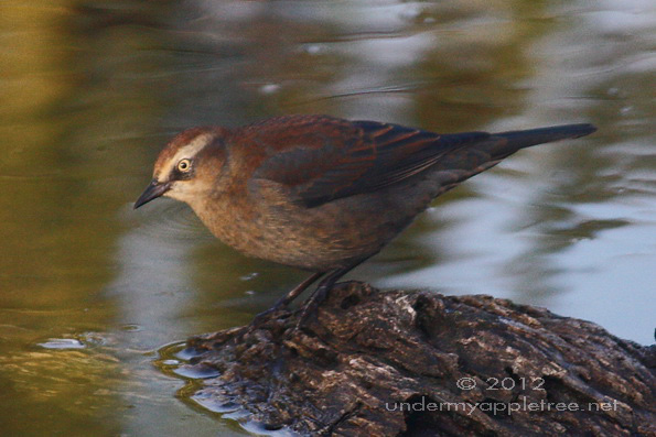Rusty Blackbird