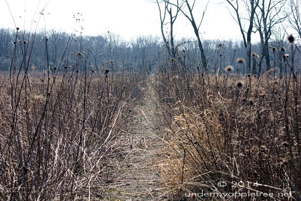Wolf Road Prairie