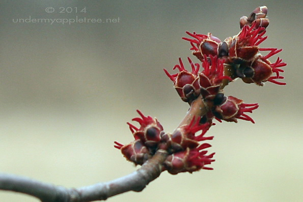 Budburst_IMG_1077
