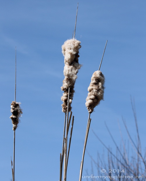 Cattails_IMG_1043