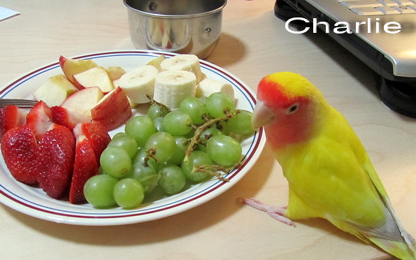 Charlie the Lovebird