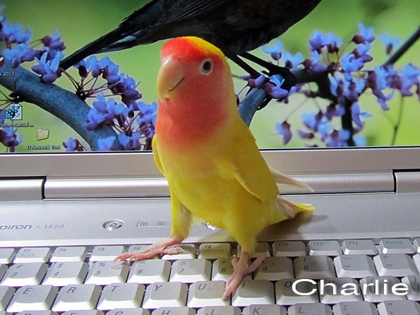 Charlie the Lovebird