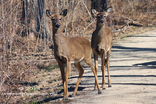 ChurchillPrairieDeer_IMG_1115