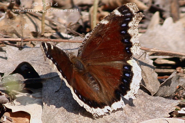 Mourning Cloak Butterfly Mourning Cloak Butterfly