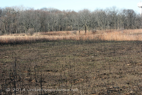 PrairieBurn_IMG_1093