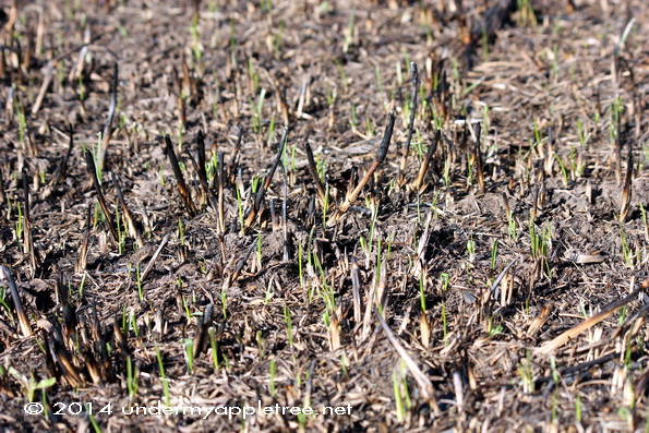 PrairieBurn_IMG_1094