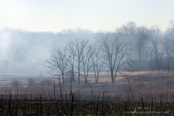 PrairieBurn_IMG_1124