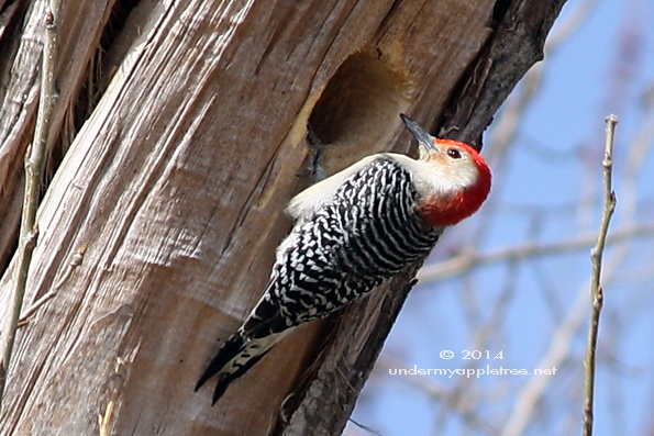 Red-bellied Woodpecker