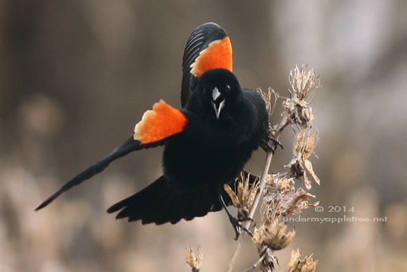 Red-winged Blackbird