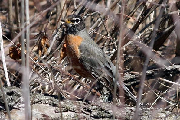 American Robin
