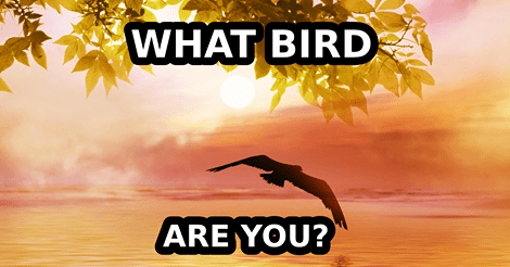 WhatBirdAreYou