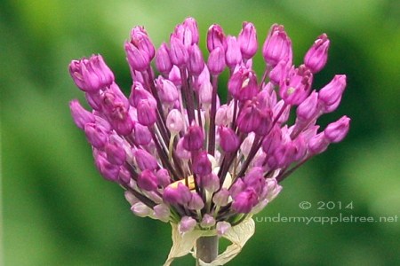 Allium