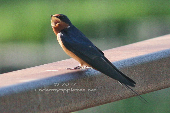 Barn Swallow