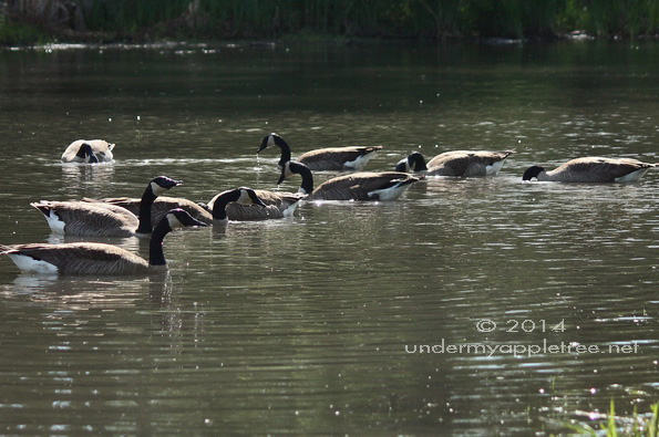 Canada Geese