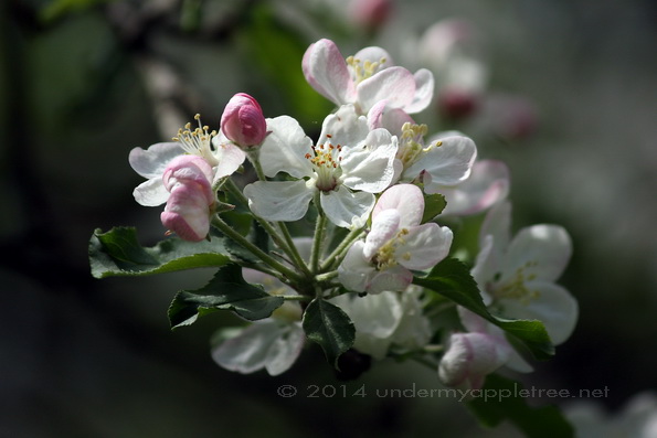 Crabapple Blossom