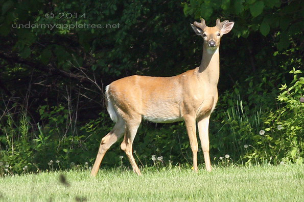 Young Male Deer
