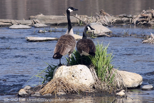 Geese_DupageRiver_IMG_1223