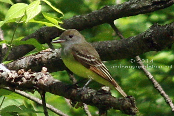 Great Crested Flycatcher