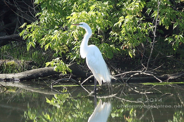 Great White Egret