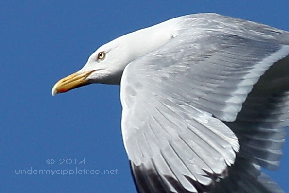 HerringGull-closeup_IMG_2103