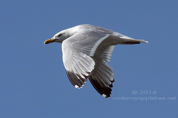 Herring Gull