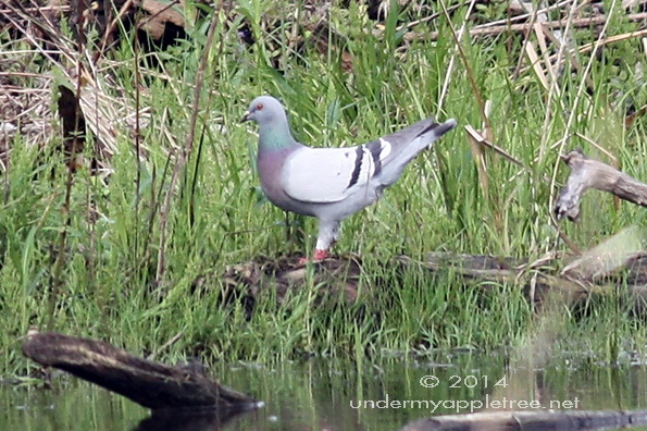 Rock Pigeon