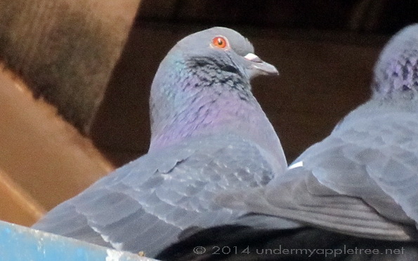 Rock Pigeon