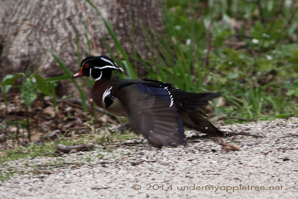 Wood Duck