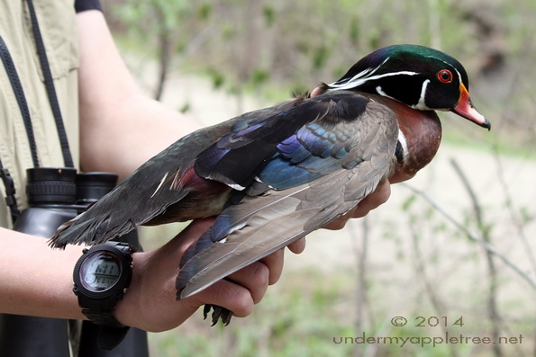 Wood Duck