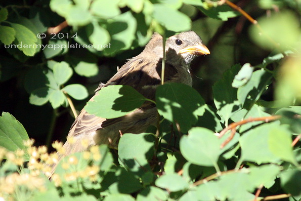 House Sparrow Fledgling