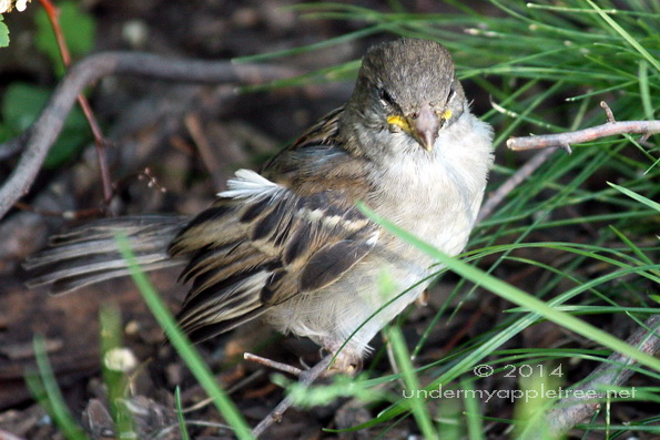 House Sparrow Fledgling