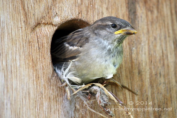 House Sparrow Nestling