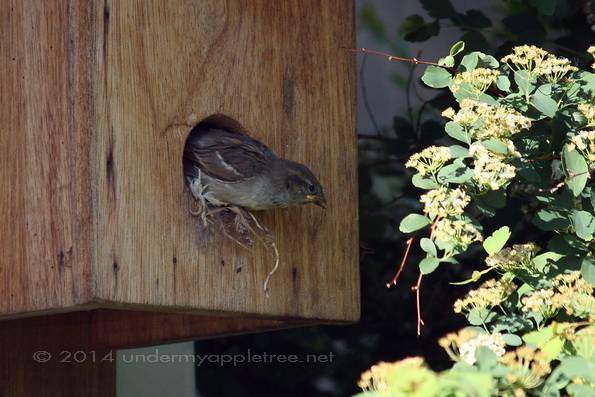 House Sparrow Nestling