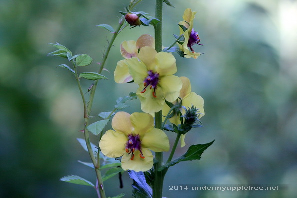 Moth Mullein
