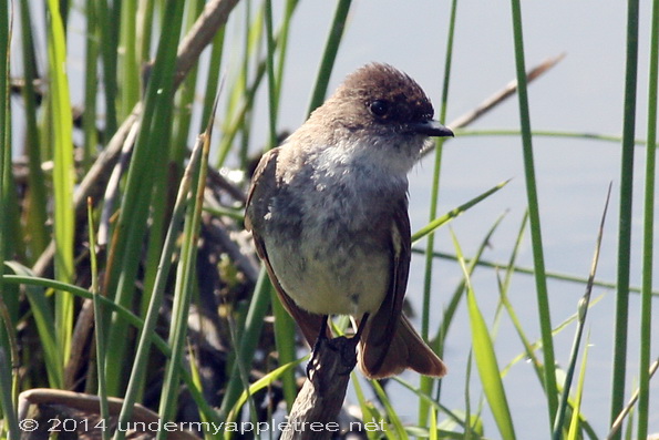 Eastern Phoebe