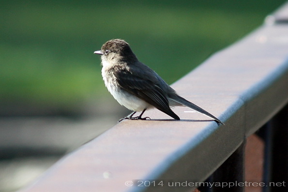 Eastern Phoebe