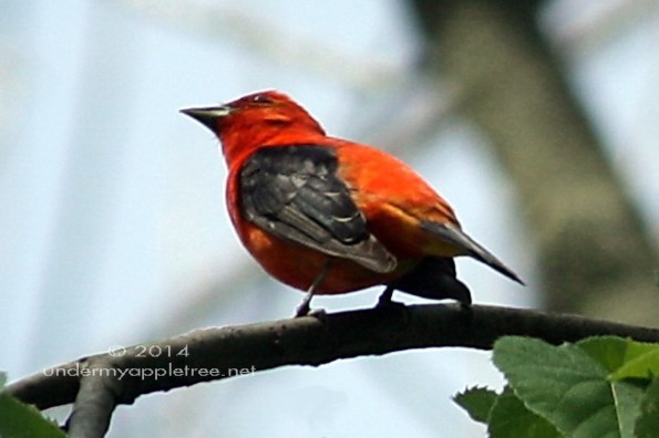 Scarlet Tanager
