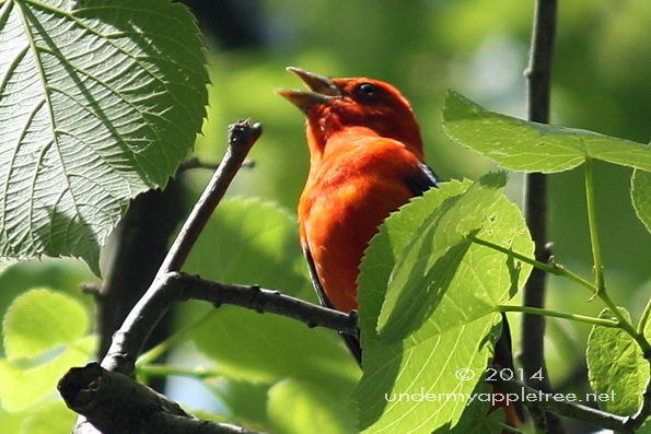 Scarlet Tanager