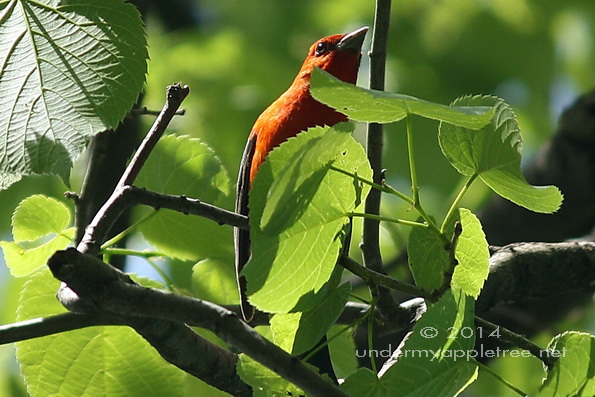 Scarlet Tanager
