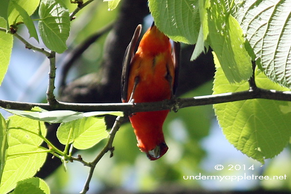 Scarlet Tanager